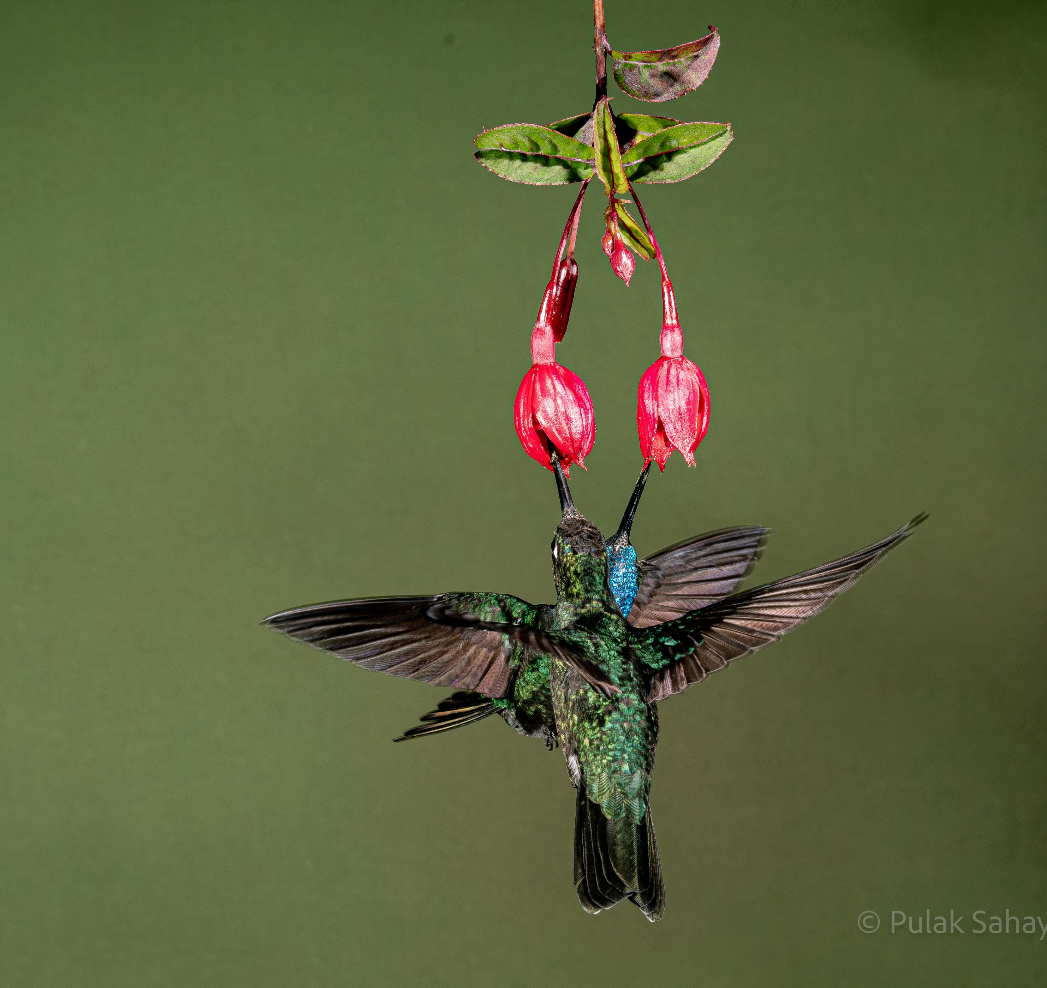 Hummingbirds feeding together
